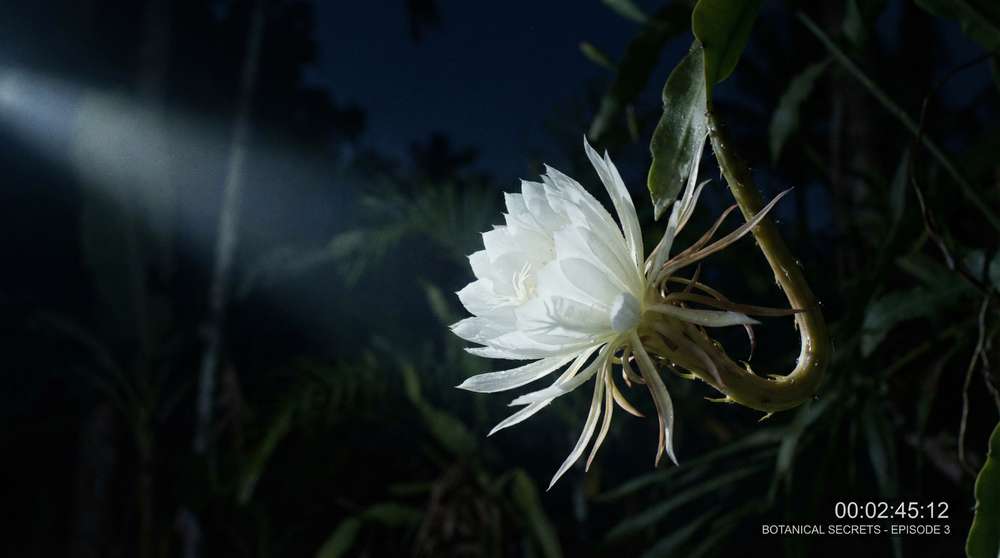 抖阴植物视频-夜间开花延时摄影
